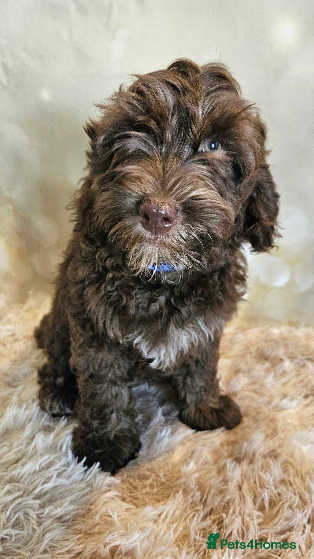 Cockapoo dogs LYNJONBORNS BEAUTIFUL COCKAP00 PUPPYS - Advert 2