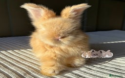 Angora rabbits for sale: Fully Vaccinated Maxi Faced English Angora - Advert 10