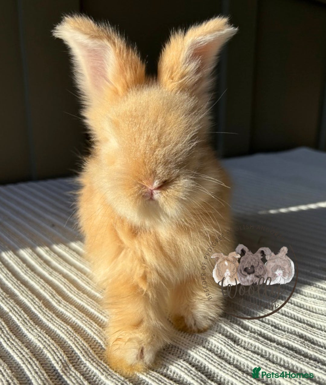 Angora rabbits for sale: Fully Vaccinated Maxi Faced English Angora - Advert 10