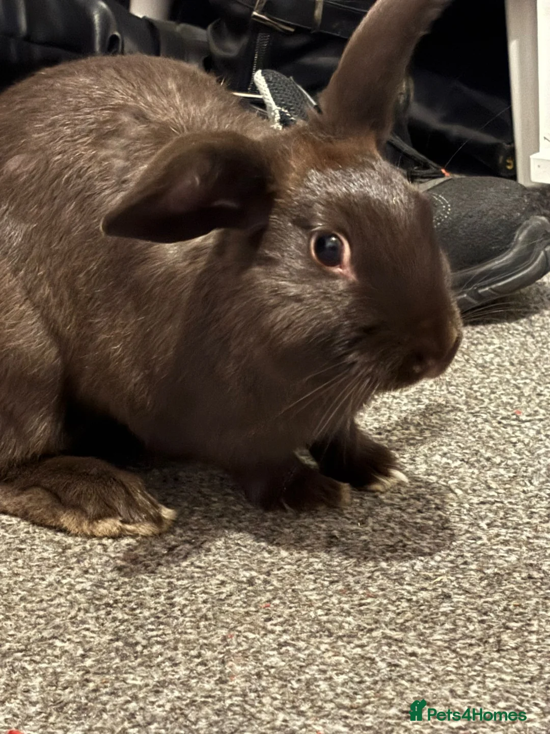 English rabbits for sale: Bought just before Christmas   - Advert 2