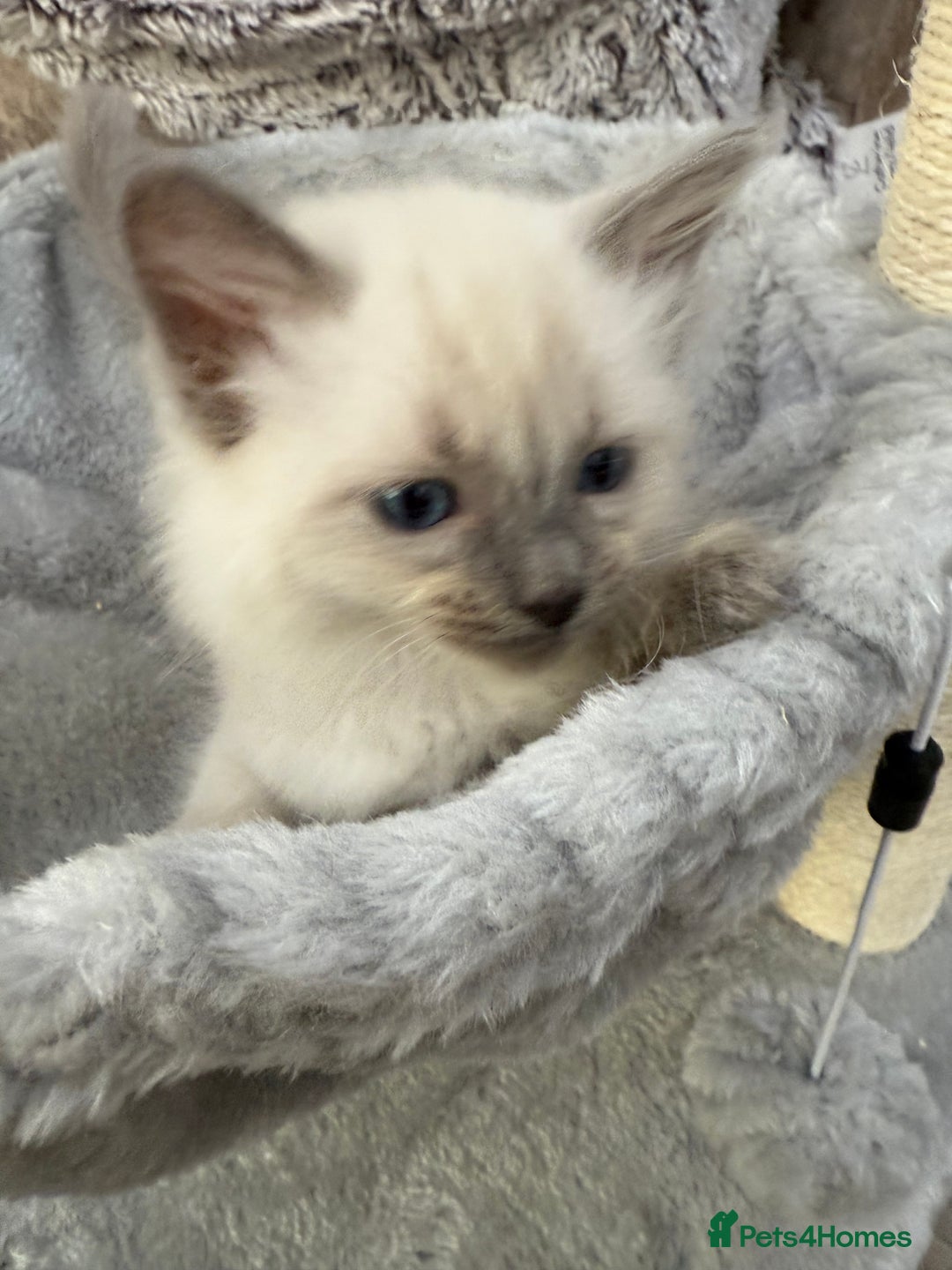 Ragdoll cats for sale: 3 fluffy fluff balls of Ragdoll… 07508 297567 - Image 9