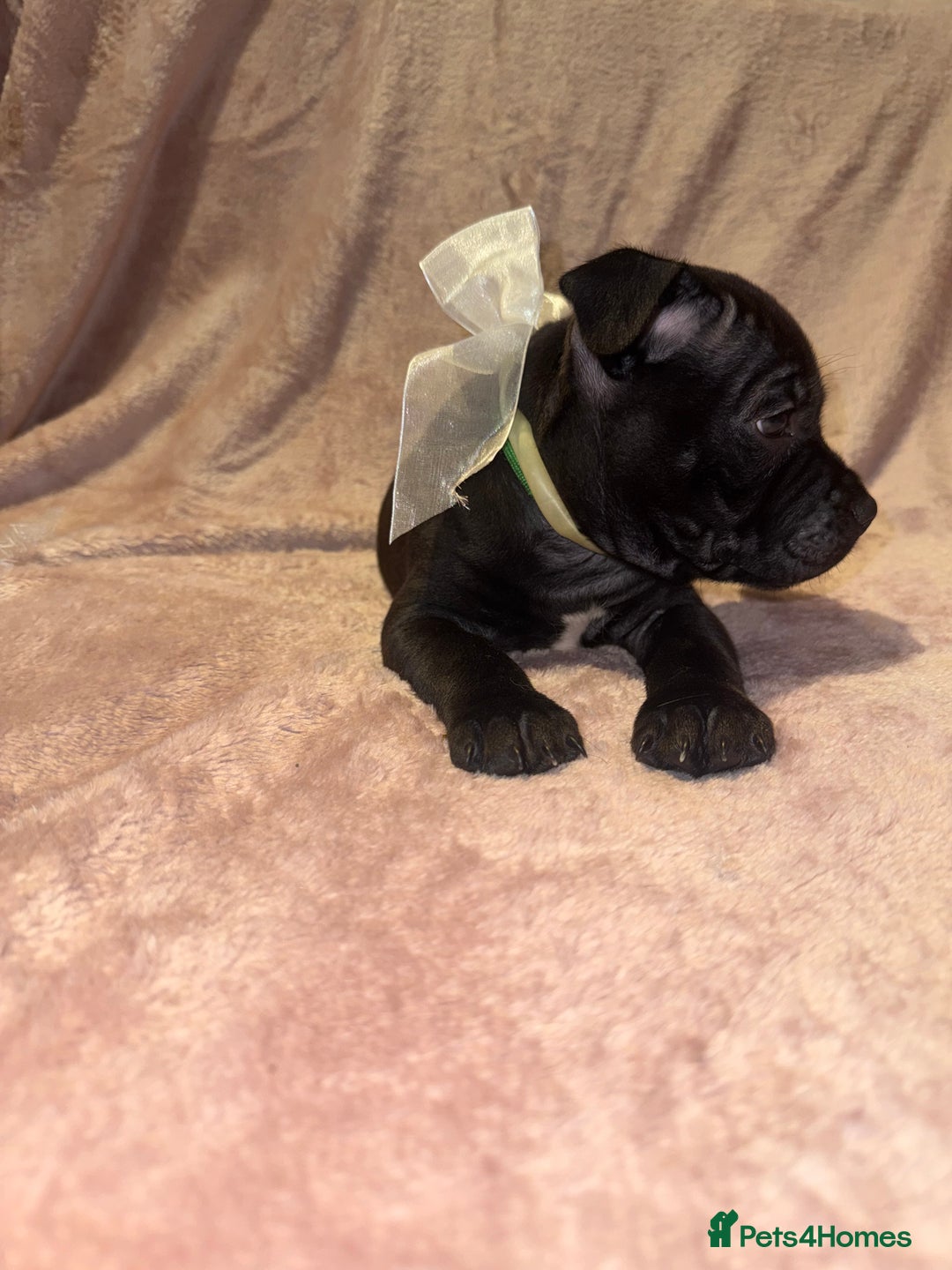 Staffordshire Bull Terrier dogs for sale: KC reg. Staffordshire bull terrier puppies - Advert 21