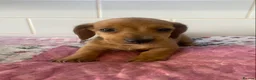 Miniature Dachshund dogs for sale: 6 Miniature Dachshund pups ONLY 3 LEFT - Advert 3