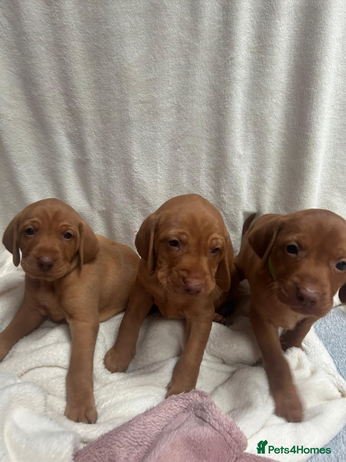 Hungarian Vizsla dogs Hookside Hungarian Viszla Puppies - Advert 2