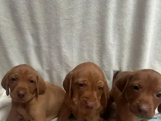 Hungarian Vizsla dogs Hookside Hungarian Viszla Puppies - Advert 2