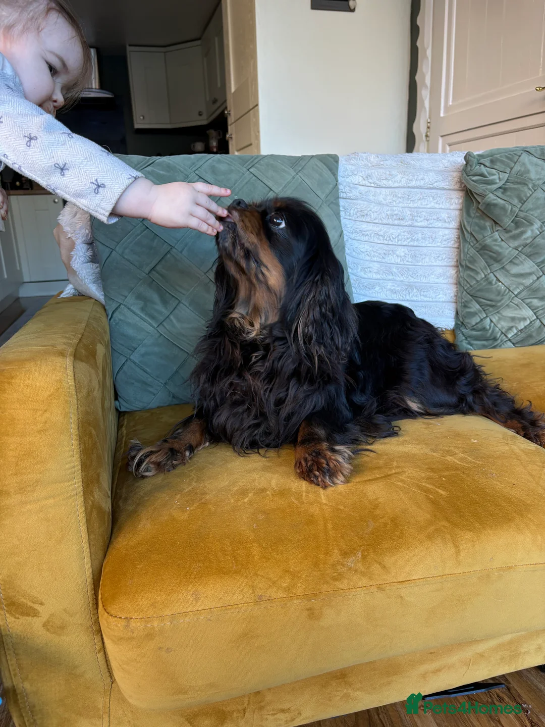 Cavalier King Charles Spaniel dogs for sale: Mabel looking for new home  - Advert 6