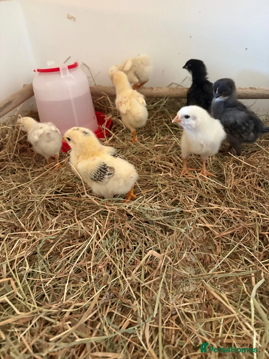 Chickens poultry for sale: Hybrid hens  - Advert 2