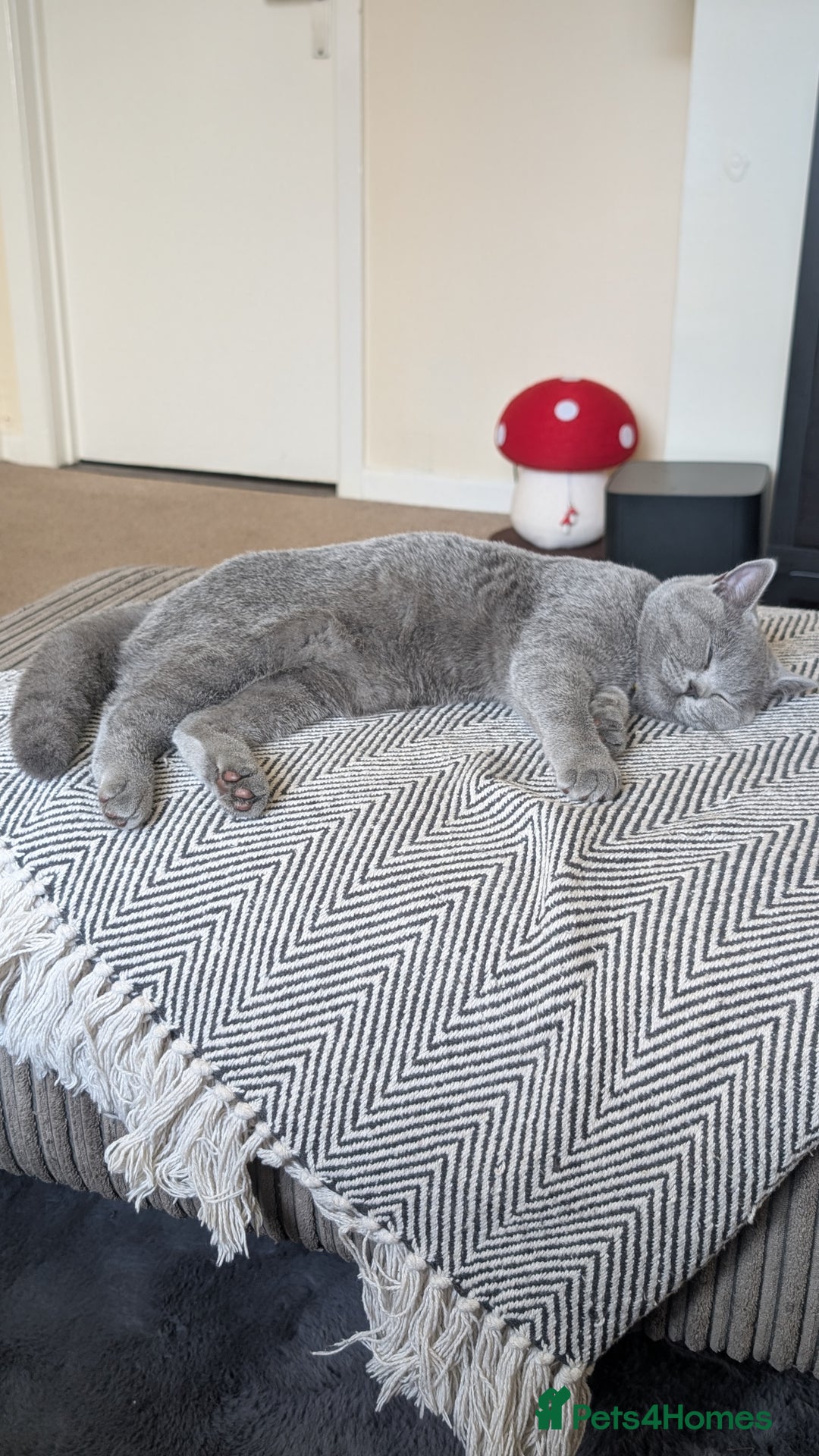 British Shorthair cats for sale: Two sister BSH - Advert 7