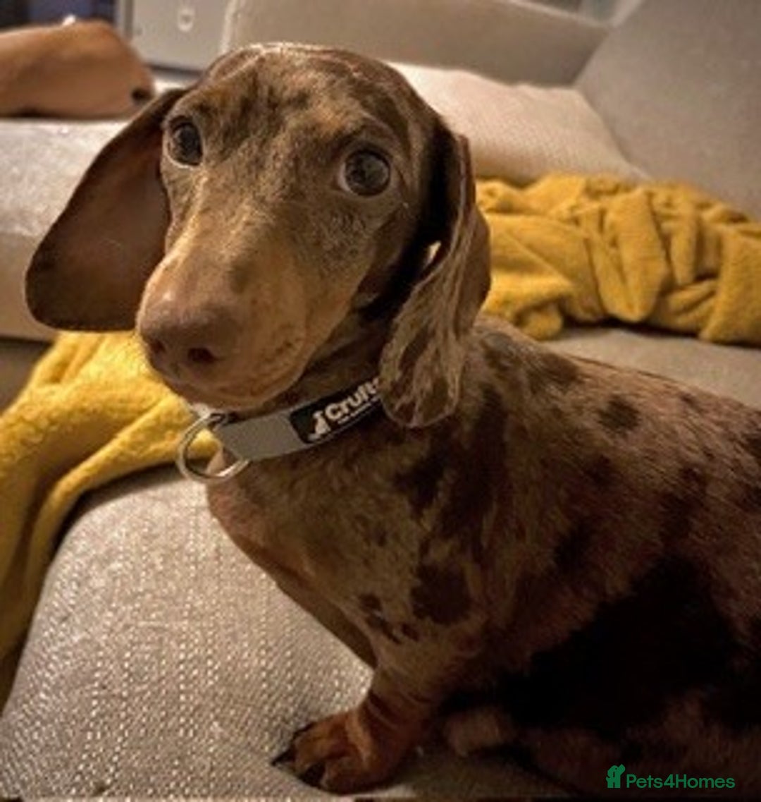 Miniature Dachshund dogs for sale: Chocolate Dapple Female 4 years old - Advert 1