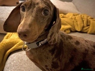 Miniature Dachshund dogs Chocolate Dapple Female 4 years old - Advert 1