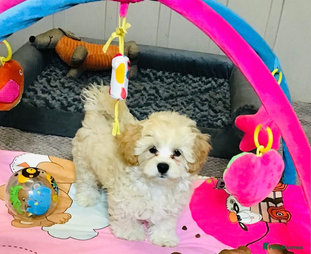 Maltipoo dogs for sale: TWO MINI MALTIPOO GIRLS ~ READY NOW  - Image 8