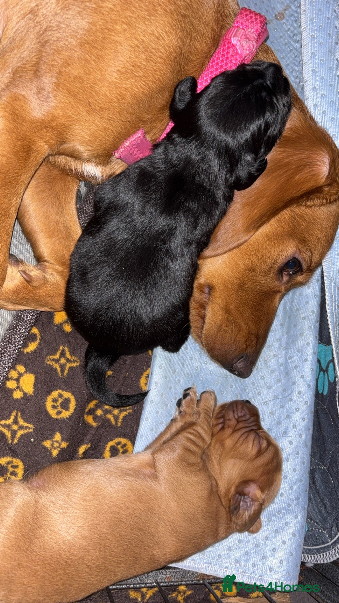 Cockerdor dogs for sale: 1 remaining cockerdor  - Advert 2