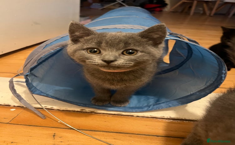British Shorthair cats - Advert 8