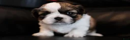 Shih Tzu dogs for sale: 3 Beautiful shih tzu puppies  in Newport - Advert 3
