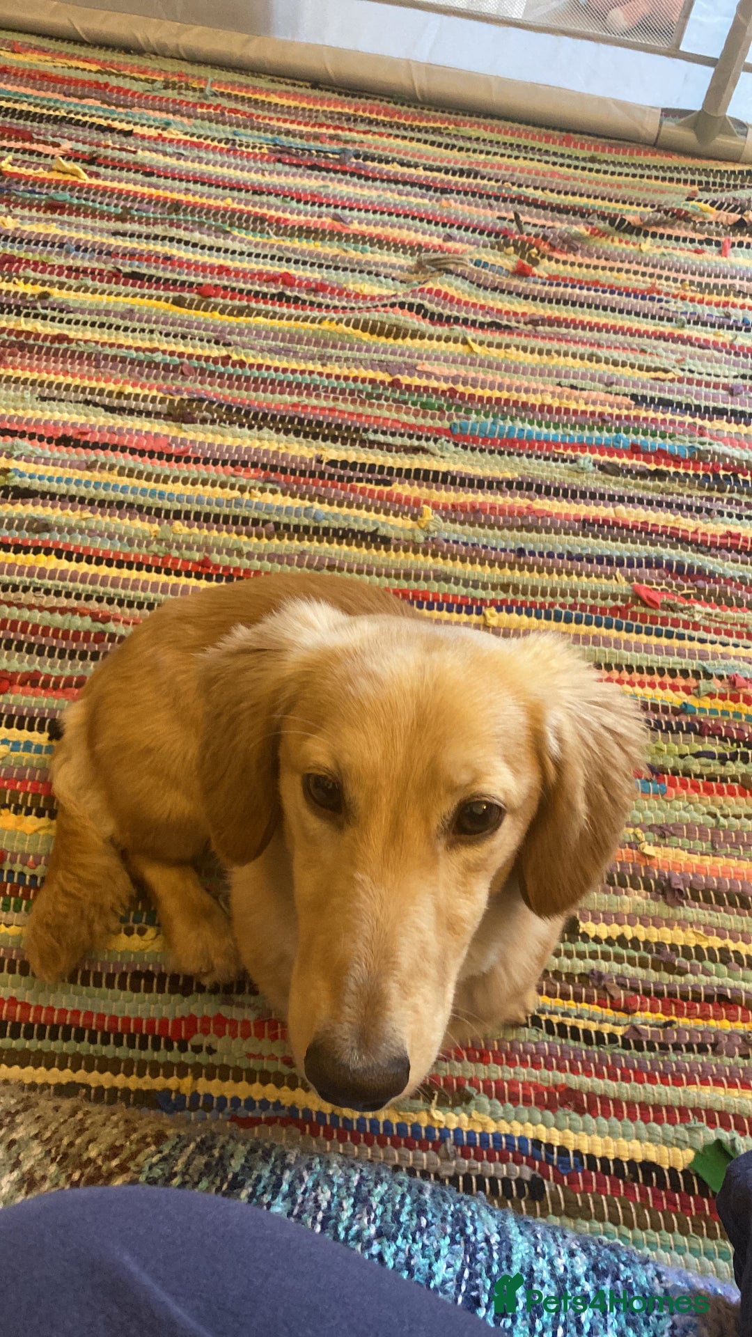 Miniature Dachshund dogs for stud: Stud Service Only - Advert 2