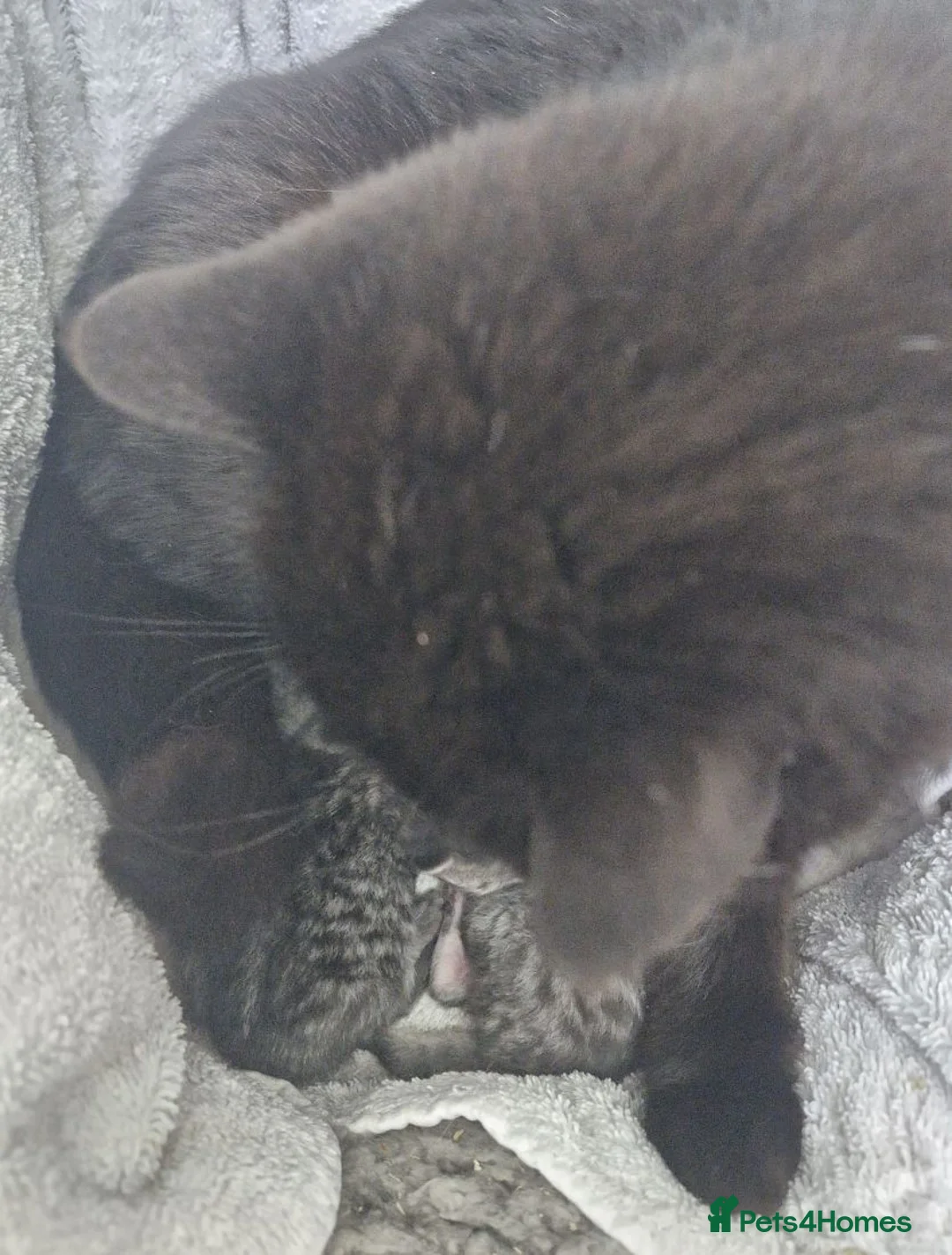 British Shorthair cats for sale: 🩶Our Two Little Teddy Bears🩶Gorgeous Pedigrees! - Advert 7