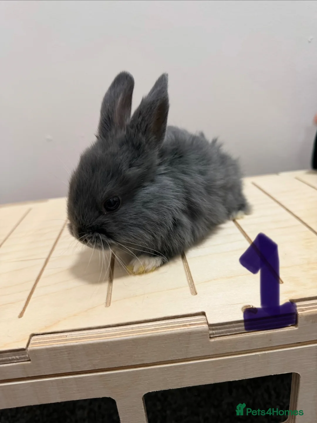 Lionhead rabbits for sale: Lionhead x dwarf  in London - Advert 1