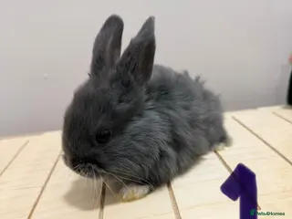 Lionhead rabbits Lionhead x dwarf - Advert 8