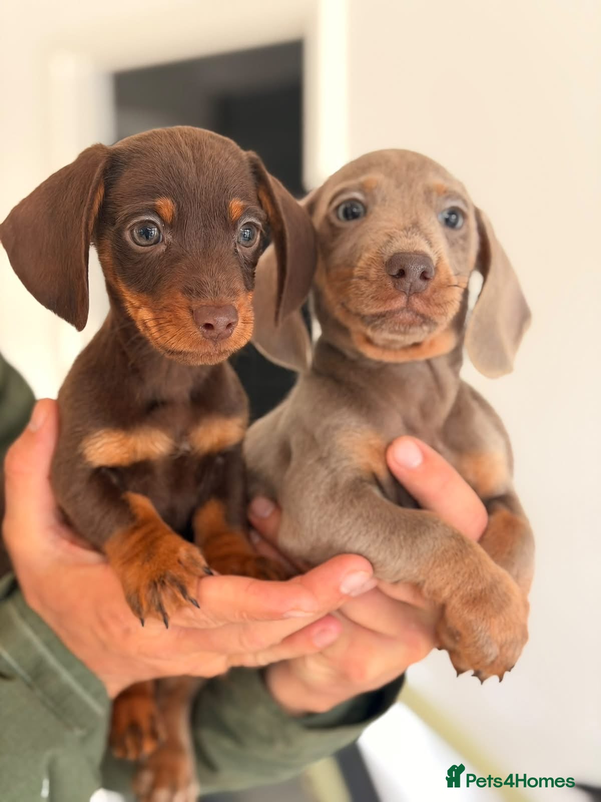 Miniature Dachshund dogs Miniature dachshund puppies  - Advert 2