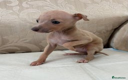 Italian Greyhound dogs for sale: Looking for new home  - Image 5