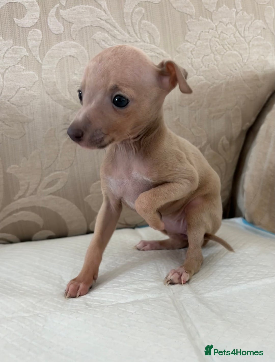 Italian Greyhound dogs for sale: Looking for new home  - Image 5