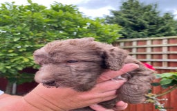 Bedlington Terrier dogs for sale: Bedlington Terrier puppies for sale in Hertford - Image 12
