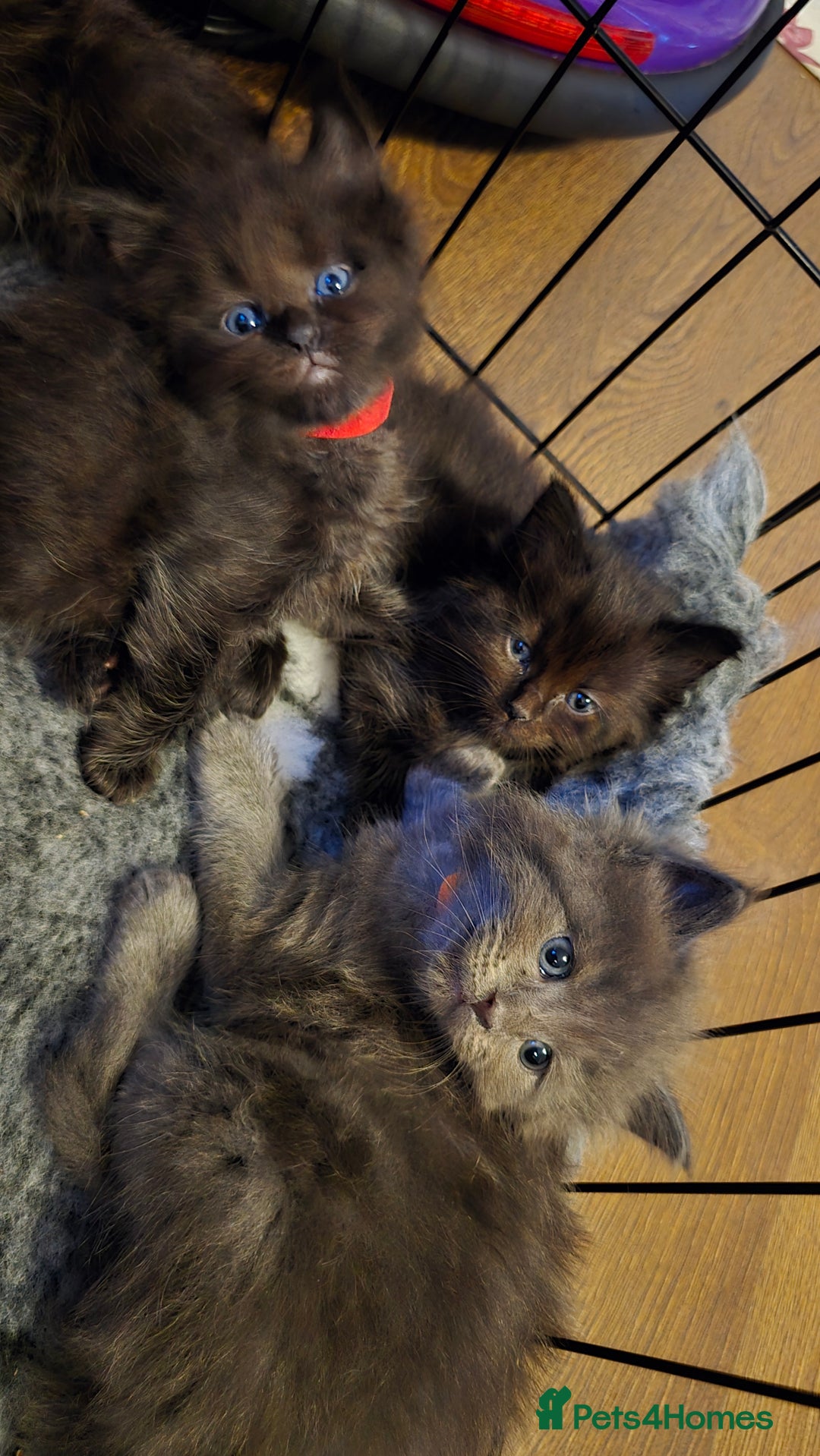 Maine Coon cats for sale: Stunning Maine Coon X  - Image 18