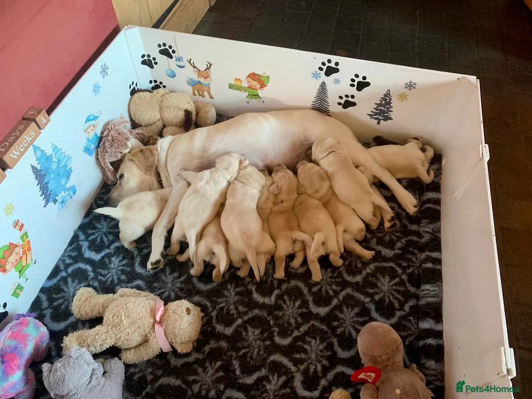 Labrador Retriever dogs for sale: Fabulous KC Champion Lines Labrador Puppies - Advert 10