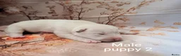 Siberian Husky dogs for sale: Beautiful Siberian Husky  - Advert 4