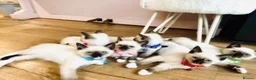 Ragamese cats for sale: Stunning Ragdoll x Thai Siamese - Advert 12