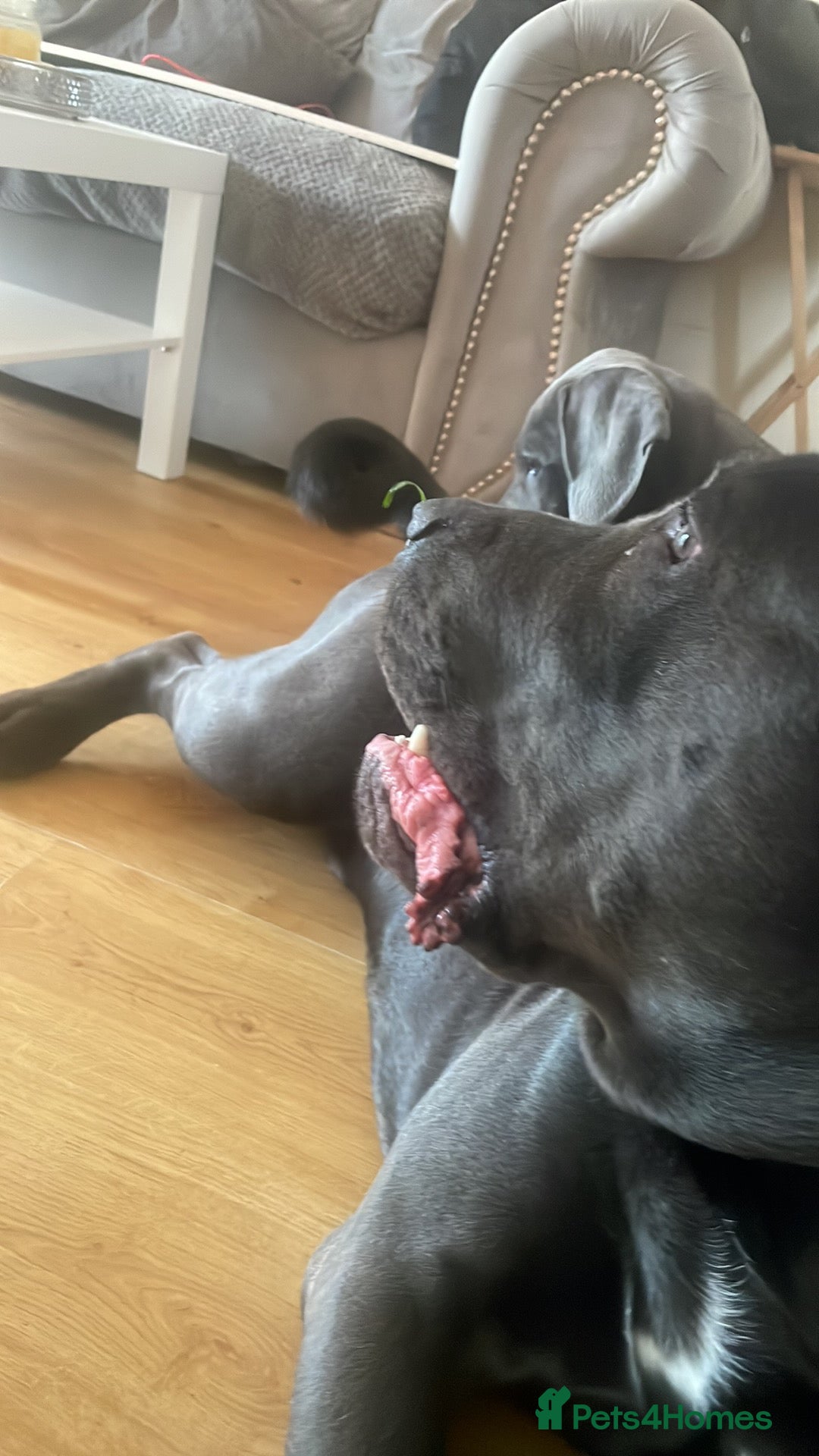 Cane Corso dogs for sale: cane corso rehome - Advert 4