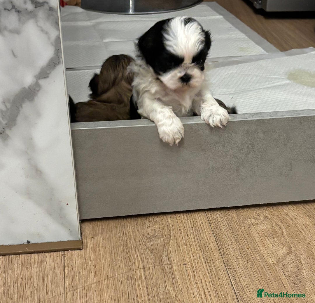 Shih Tzu dogs for sale: 💖 Imperial Shih Tzu Puppies 2 boys and 2 girls - Advert 12