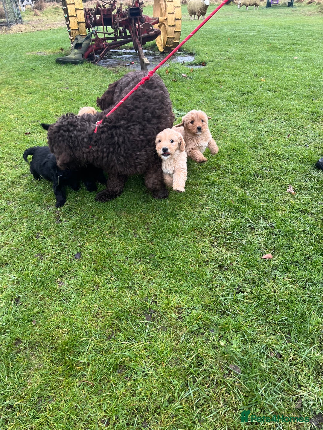 Labradoodle dogs for sale: Beautiful healthy Labradoodle Puppied - Advert 4
