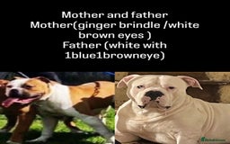 American Bulldog dogs for sale: American bulldog  - Image 5