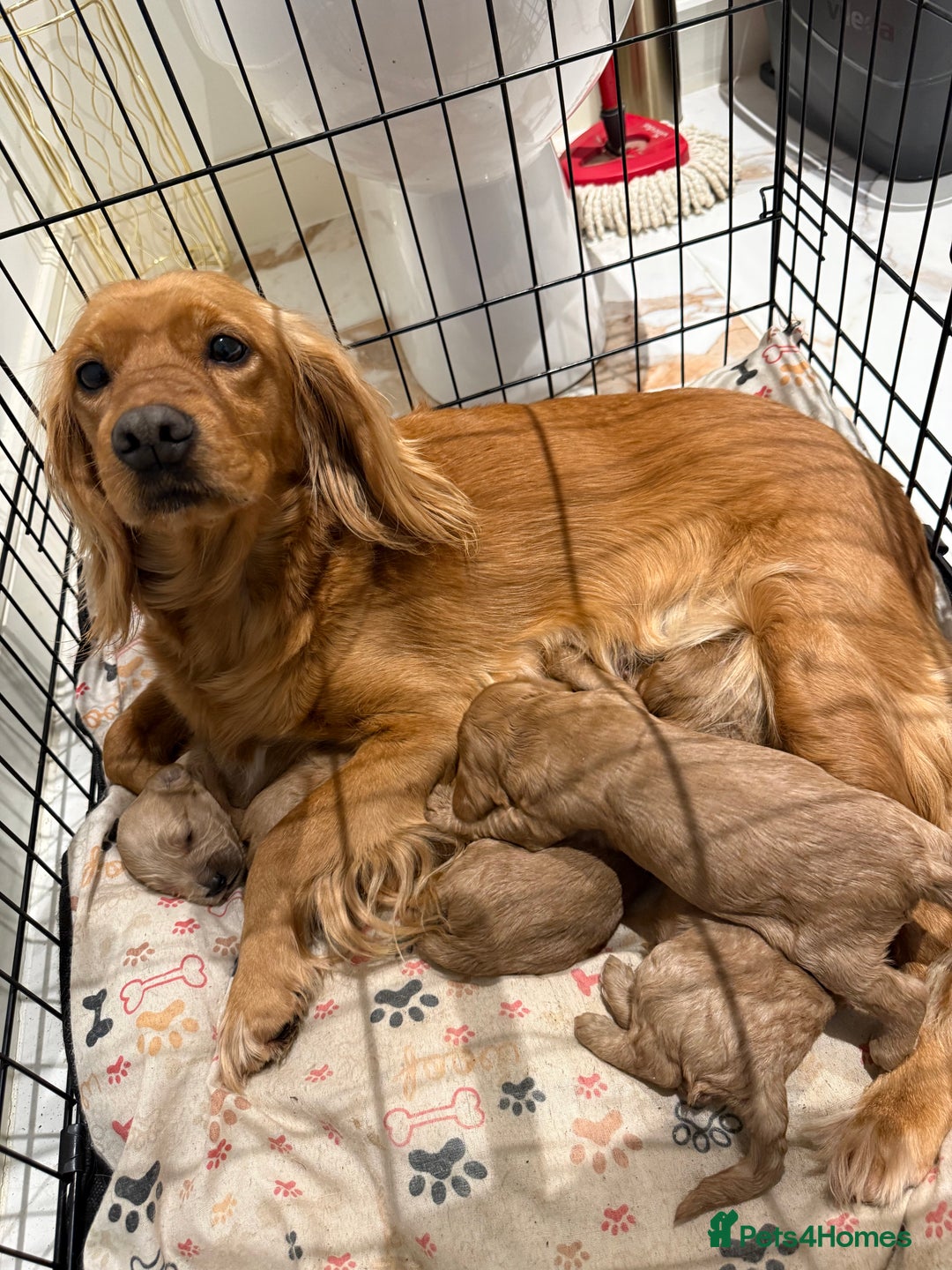 Cockapoo dogs for sale: Beautiful F1 Cockapoo puppies - Advert 4