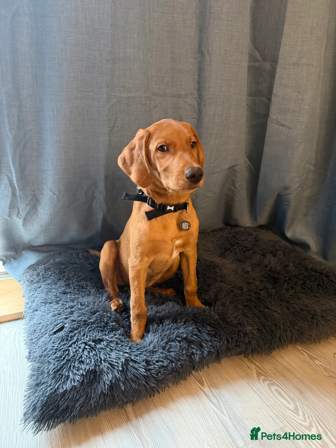 Labrador Retriever dogs for sale: 3.5 months KC Registered male puppy for sell  - Advert 1