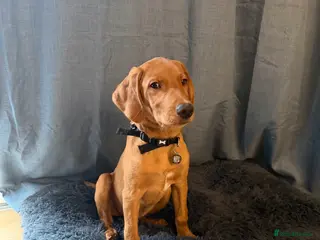 Labrador Retriever dogs 3.5 months KC Registered male puppy for sell - Advert 5