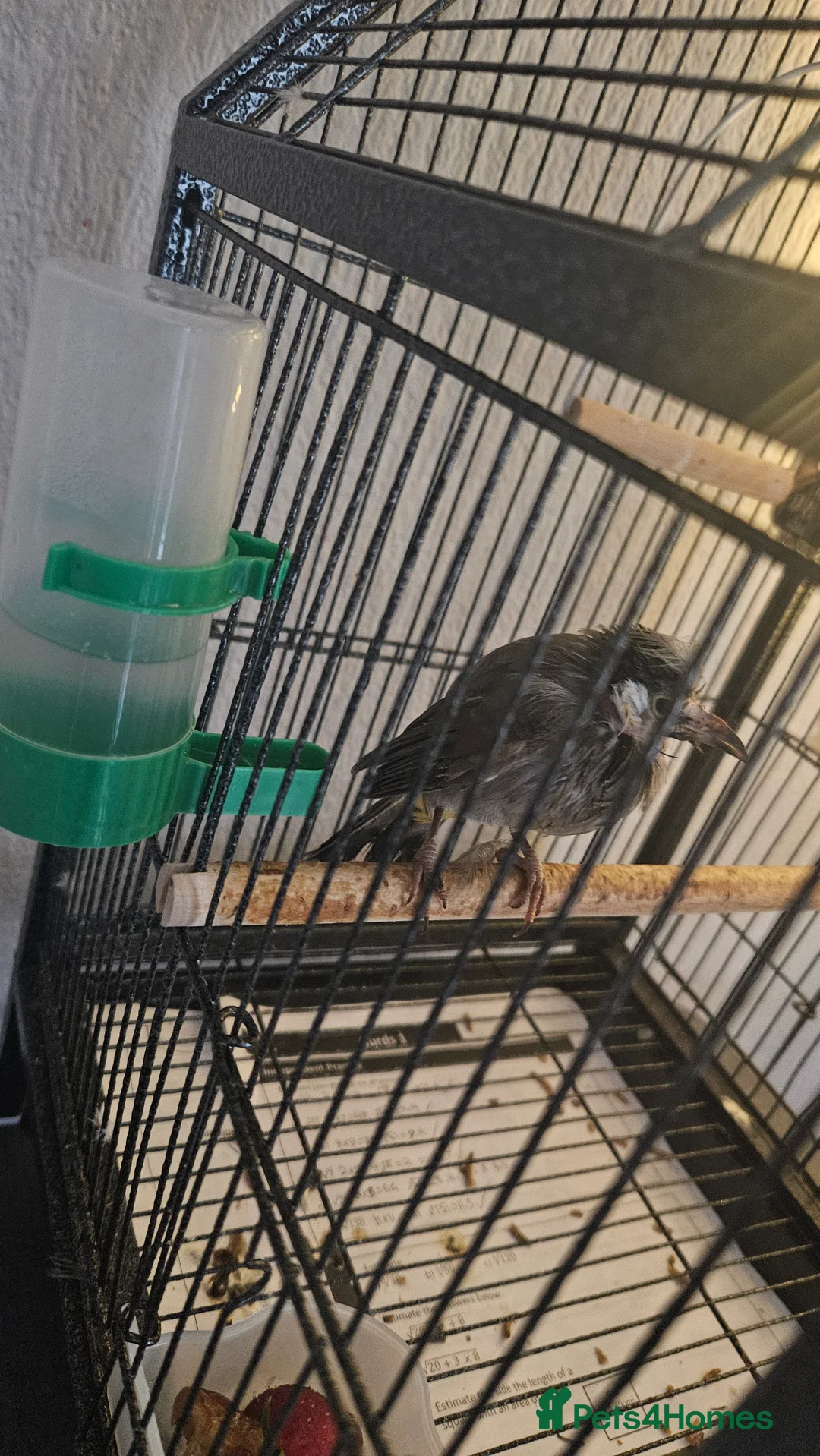 Softbills birds for sale: White-eared Bulbul (Iraqi Bulbul) - Advert 1