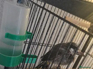 Softbills birds White-eared Bulbul (Iraqi Bulbul) - Advert 2