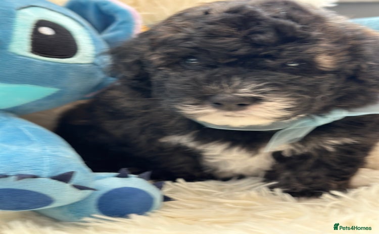 Poochon dogs - Advert 12