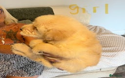 Labradoodle dogs for sale: Labradoodle puppies for sale  - Image 4
