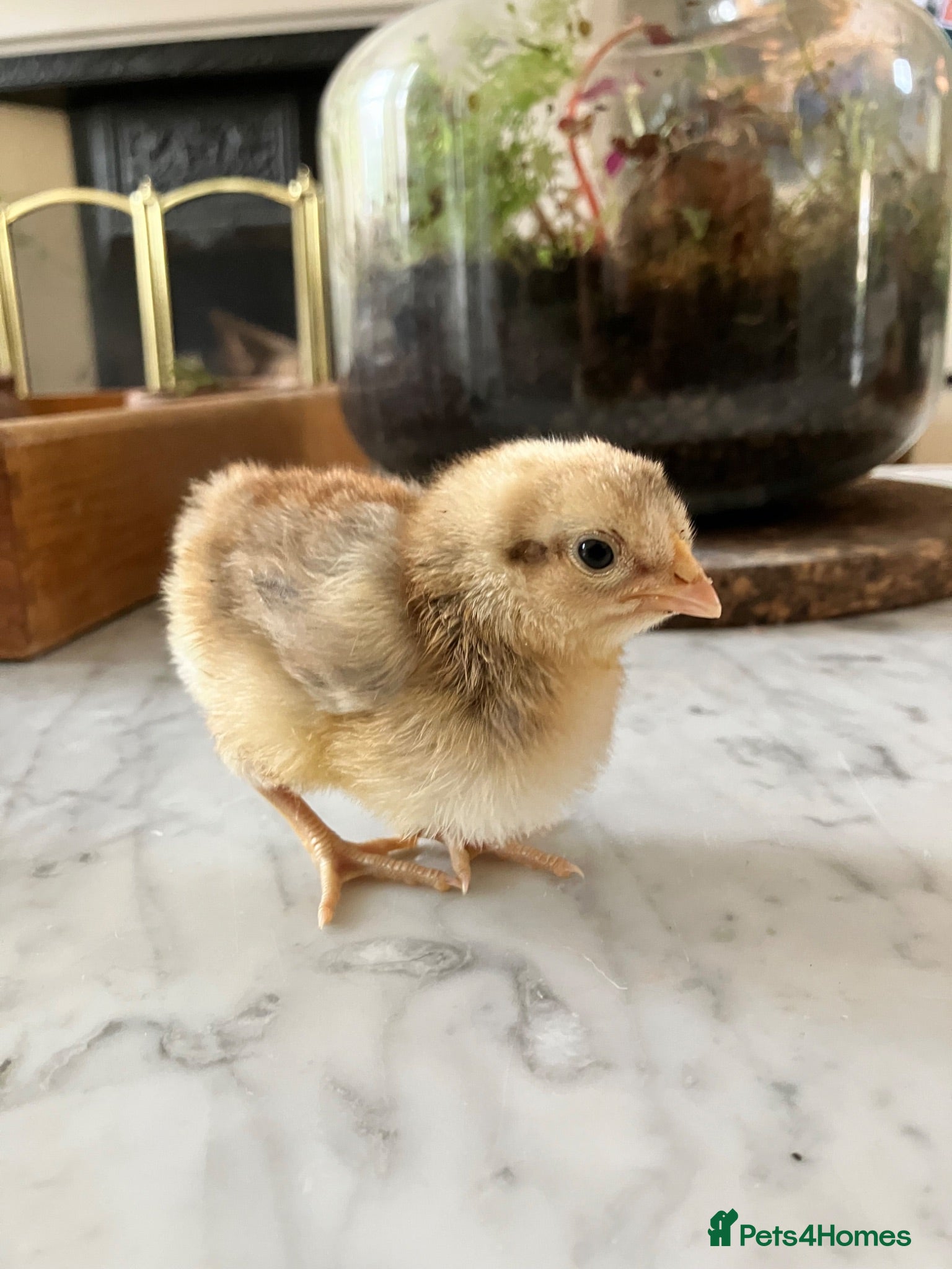 Chickens poultry Cream legbar male chick - Advert 3