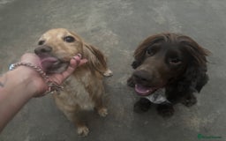 Cocker Spaniel dogs for sale: (reserved)💛Loving Home Wanted for a Special Dog - Image 2