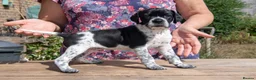Pointer dogs for sale: Gorgeous KC reg Pointer Puppies in Maidstone - Advert 10