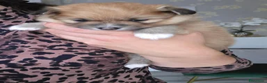 Pomeranian 2