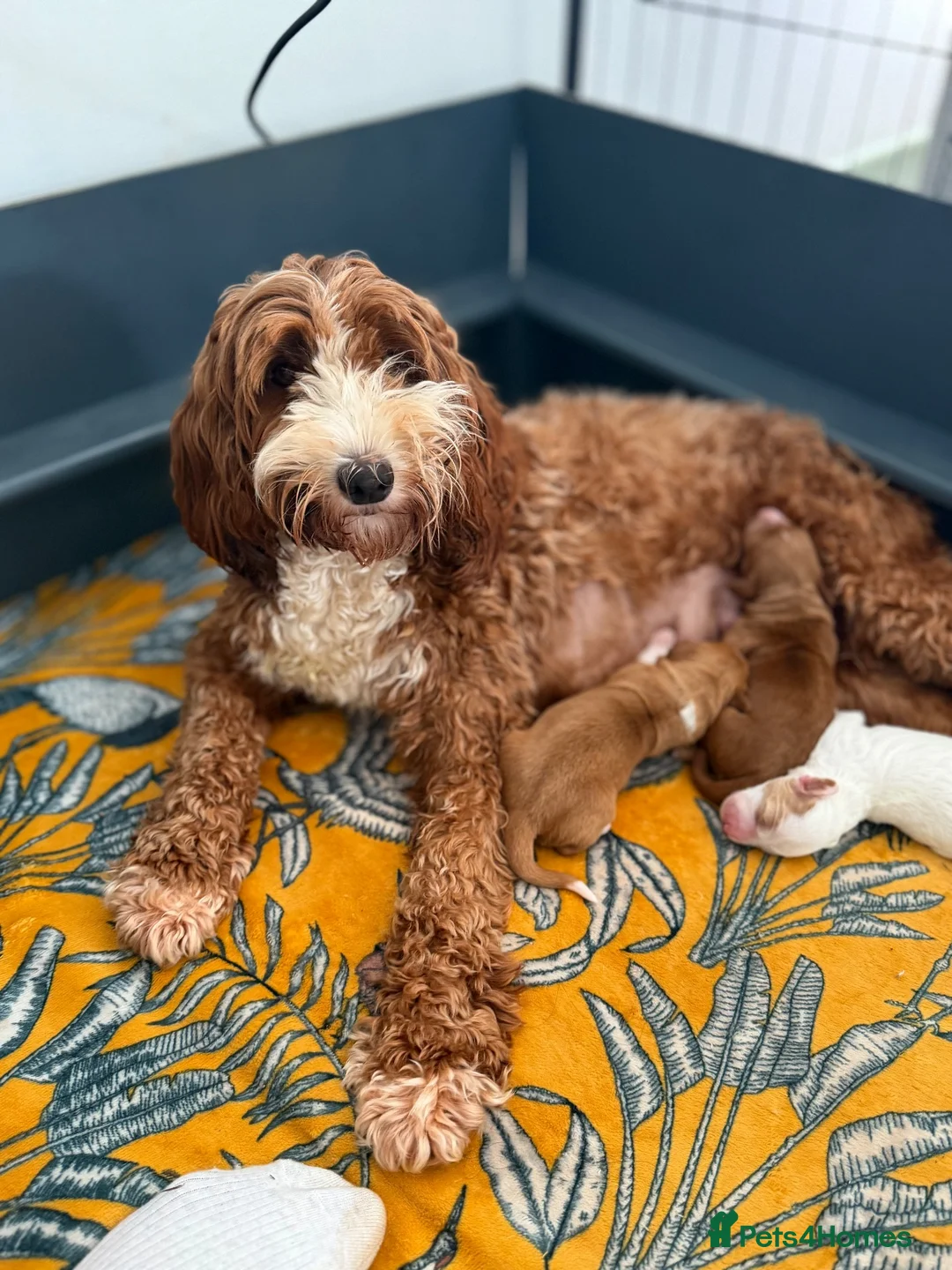 Australian Labradoodle dogs for sale: Exceptional Australian Labradoodles - Advert 2