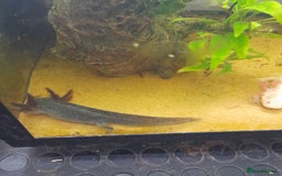 Gecko reptiles for sale: Geckos Fish Frogs full setups - Image 33