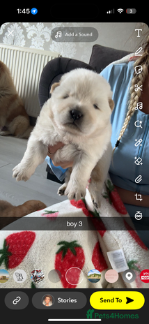 Chow Chow dogs - Advert 10