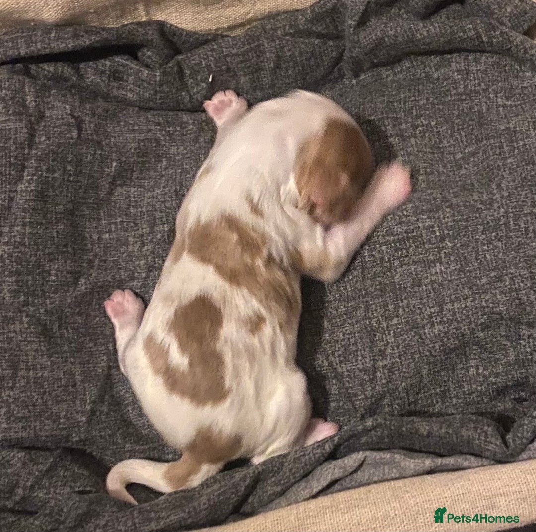 Cocker Spaniel dogs for sale: ‘Show Type’ Cocker Spaniel Puppies. KC Registered. - Advert 10