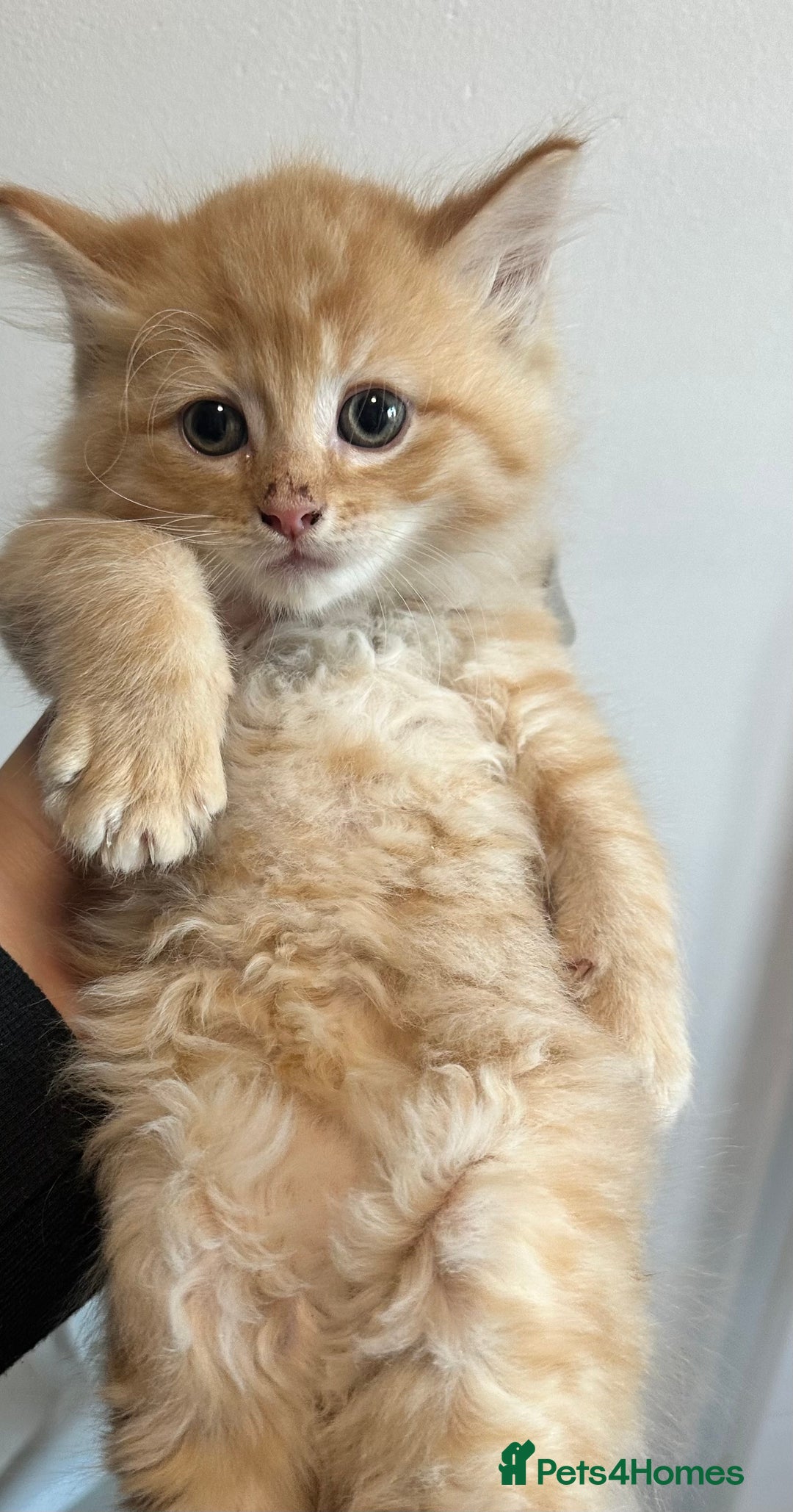 Maine Coon cats for sale: We have 4  sweet English Maine coon kittens❣️ - Advert 3